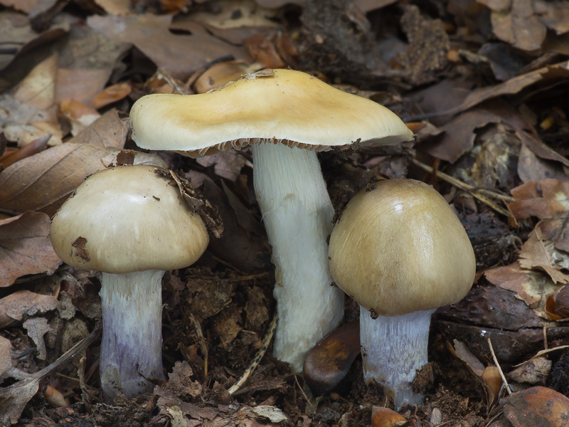 Cortinarius elatior